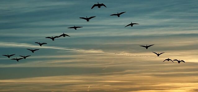 leader-birds-flock_37510.jpg